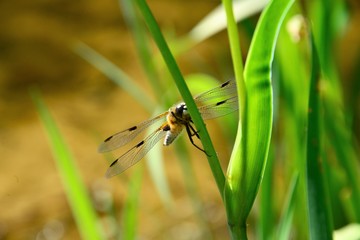 Libelle am Teich