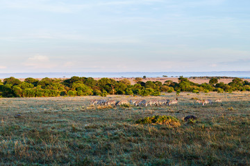 Fototapeta na wymiar zebras herd grazing in savannah at africa