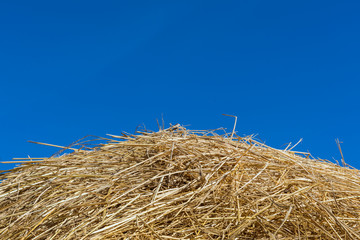 Fototapeta na wymiar a pile of dry straw texture and blue sky, useful for backgrounds