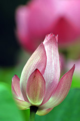 Blossom lotus flower