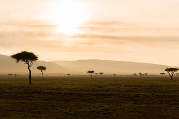 acacia trees in savannah at africa