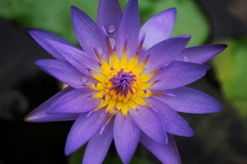 Purple water lilly close up