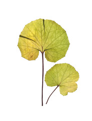 Dried leaves of coltsfoot, foalfoot for herbarium