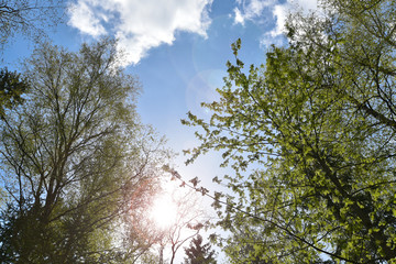 forest on blue sky background view from the bottom