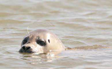 Grey Seal pup (Halichoerus grypus)  swimming in sea at Wells-next-the-Sea, Norfolk