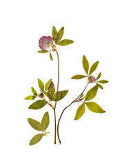 A dried sprig of clover with flower for herbarium