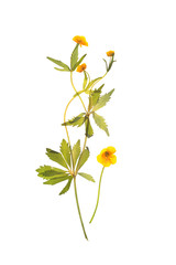 Dried buttercup, ranunculus flowers for herbarium