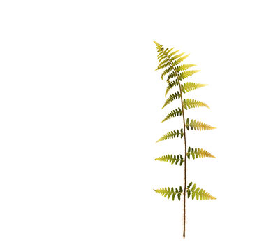 Dried leaf of a fern for a herbarium on white