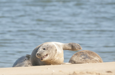 Fototapeta premium Grey Seal pups (Halichoerus grypus) on beach at Wells-next-the-Sea, Norfolk