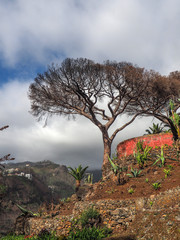 Pinie nach einem Brand auf Madeira 