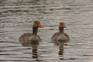 Graug&auml;nse im See