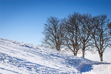 Winter landscape trees