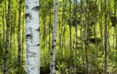 Birch forest