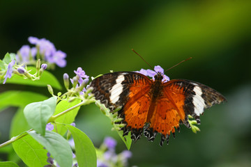 Red lacewing butterfly, Sentosa, Singapore