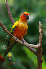 Sun parakeet, Sentosa, Singapore