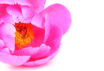 A Pink Flower on White Background
