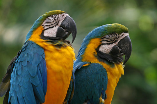 Fototapeta Blue-and-yellow macaws, Singapore