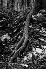 Roots and Rocks- Black and White- Slovenia