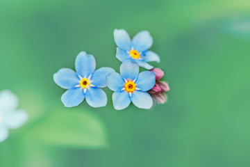 Beautiful colorful fairy dreamy magic small blue forget-me-not flowers, blurry background, toned with filters and light leak, soft selective focus, macro closeup nature
