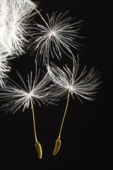 Macro of three dandelion seeds separated from blowball