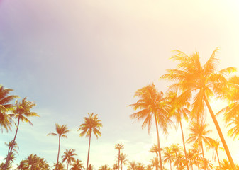 Fototapeta na wymiar coconut trees over clear sky on day with sun light retro effect image
