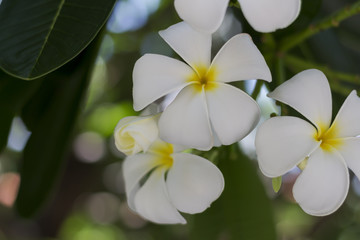 Obraz na płótnie Canvas White flowers bloom on the trees in the garden.