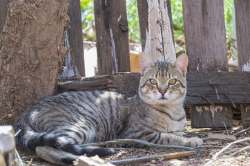 Descansado a la sombra