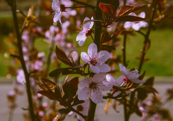Romantic apple tree brunches blossoming with gentle pink flowers and first buds, springtime. Beautiful cherry tree brunches, macro view, blued background.