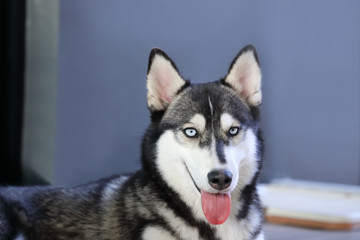 young siberian husky dog