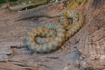 Würfelnatter ruht auf einem Baumstamm