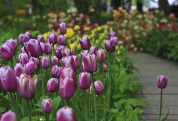 Lilac tulips. Apothecary's garden. Moscow