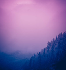 Photo depicting a backdrop foggy mystic pine tree woods in the mountains. Dark creepy scene. Foggy cloudy morning in Mountains Pirin, Bulgaria.