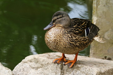 Weibliche Stockente steht auf einem Stein, Anas platyrhynchos