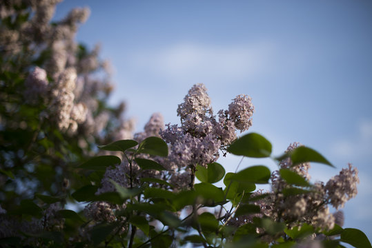 Fioletowe kwiaty bzy