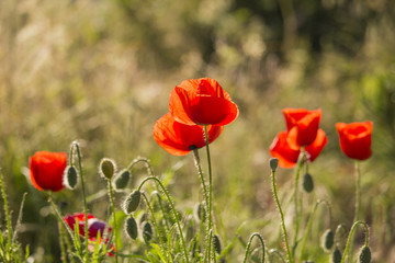 Obraz premium Red poppies on a hot, sunny day