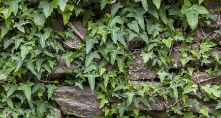 IVY STONE WALL