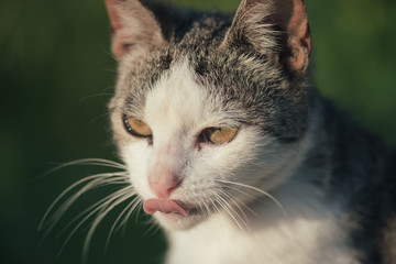 Beautiful white and gray cat sticking out tongue