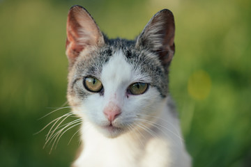 Beautiful white cat playing outdoors