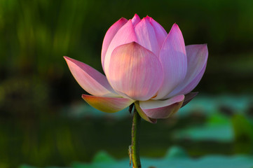 Fototapeta premium Blossom lotus flower