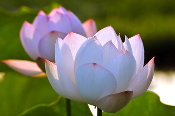 Blossom lotus flower