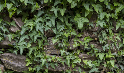 IVY STONE WALL