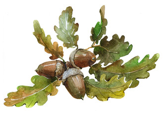 Watercolor single acorn isolated on a white background illustration.