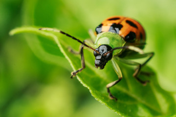 Orange beetle