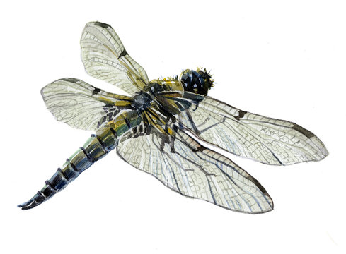 Watercolor single dragonfly insect animal isolated on a white background illustration.