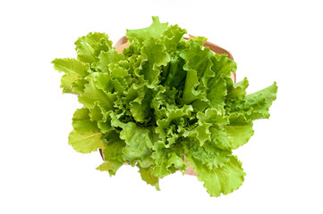 Vegetable salad lettuce. Top view of Fresh organic green lettuce in a basket isolated on white background.