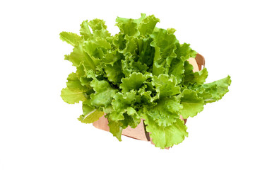 Fresh organic green lettuce in a basket isolated on white background. Vegetable salad. Filled basket full of vegetable lettuce