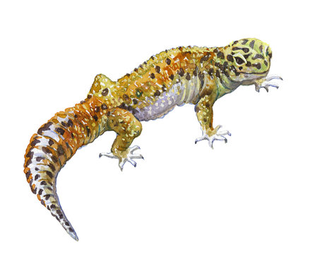 Watercolor single gecko animal isolated on a white background illustration.