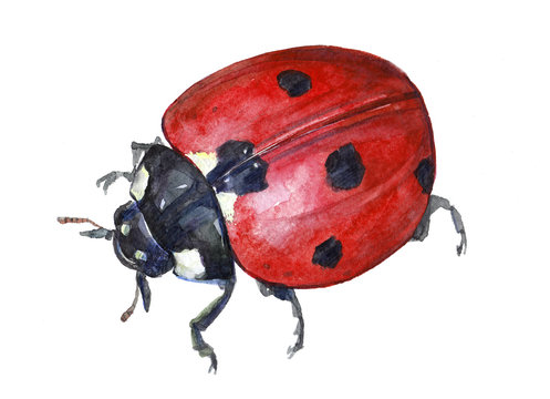 Watercolor single ladybug insect animal isolated on a white background illustration.