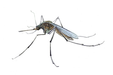 Watercolor single mosquito insect animal isolated on a white background illustration.