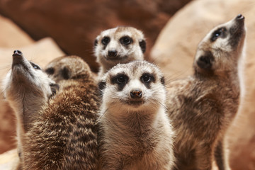 Fototapeta premium Meerkat Family